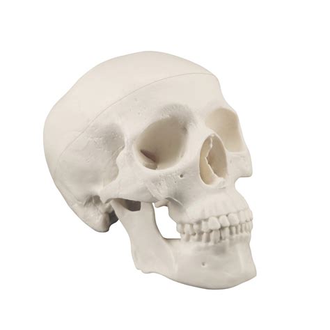 Mini Skull Model Small Size Human Anatomy Skull Model with Moving Jaw ...