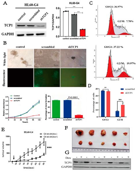 The Molecular Chaperone TCP1 Affects Carcinogenicity and Is a Potential ...