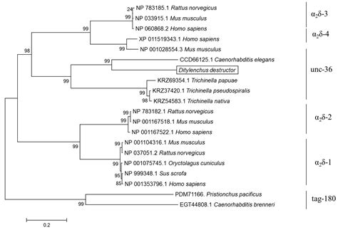 The α2δ Calcium Channel Subunit Accessorily and Independently Affects ...