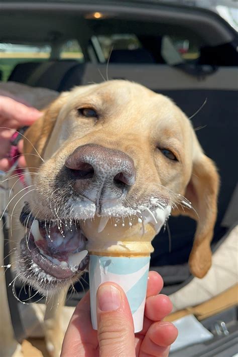 Dog For A Day Program — Lake Lowell Animal Rescue