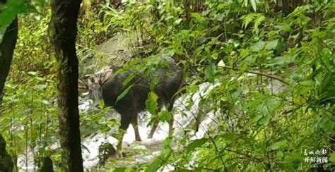 “四不像”中华鬣羚现身苍山洱海国家级自然保护区