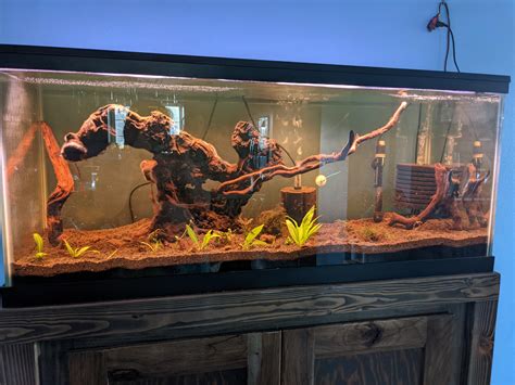 Help me pick fish that my visually impaired roommate will be able to see! : r/Aquariums