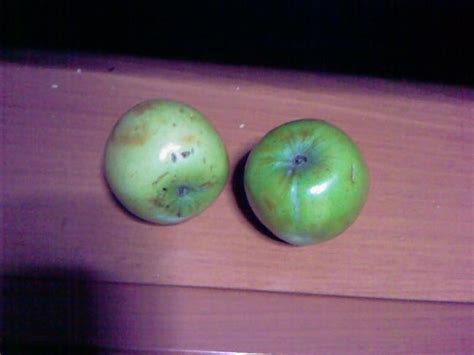 Bu Ağacın Adı/Türü nedir? (2005-2009) - Page 42 - agaclar.net