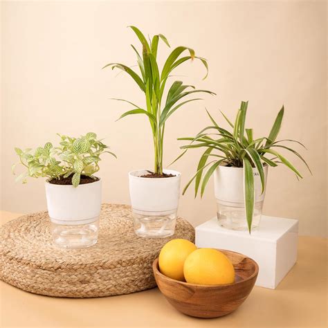 KYARI Areca Palm-Spider-Fittonia Green Combo of 3 Indoor Plants for ...