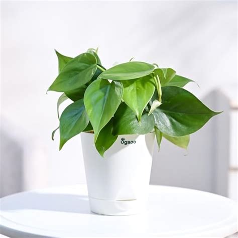 UGAOO Philodendron Oxycardium Green Plant with Self Watering Pot ...
