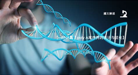 RNA Polya 的图像结果