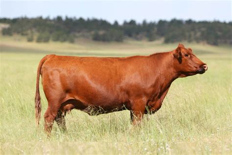 20 Facts About Cattle Farming - Facts.net