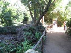 ZooLex Exhibit - Gorilla Rainforest