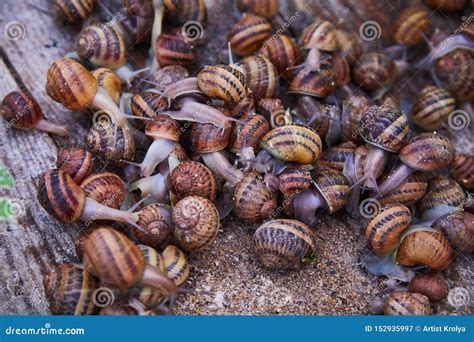 Helix Aspersa Muller, Maxima Snail, Organic Farming, Snail Farming, Edible Snails on Wooden ...