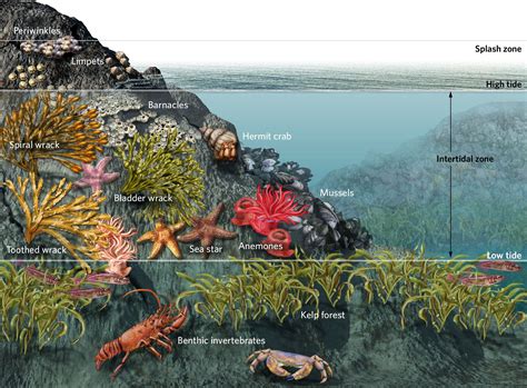 Image result for tidepool food web Ocean Food Web, Ocean Ecosystem, Splash Zone, Mermaid Parade ...