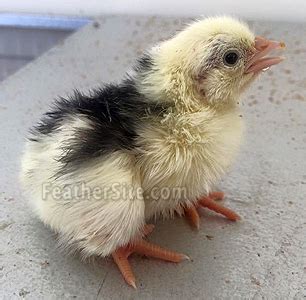 Image result for Black Java Chicks