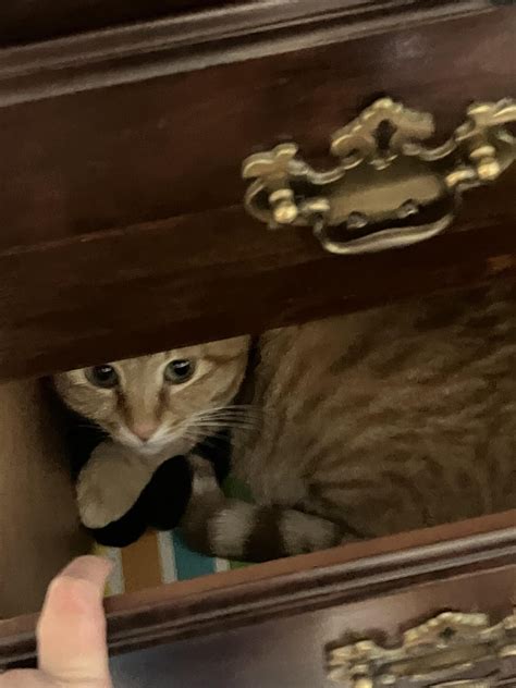 Last time I posted was five days ago so uh more photos : r/yesmycat