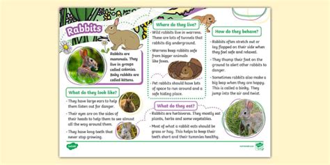 KS1 Rabbits Fact File - animals - mammals - Twinkl