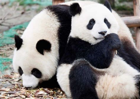Image result for Panda Example in Python