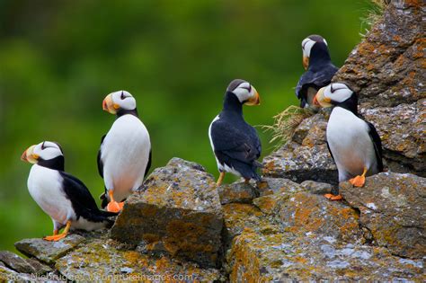 How and where to see puffins in the UK - All Things Wildlife.co.uk