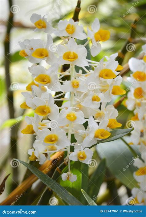 Dendrobium thyrsiflorum stock image. Image of flowers - 98747961