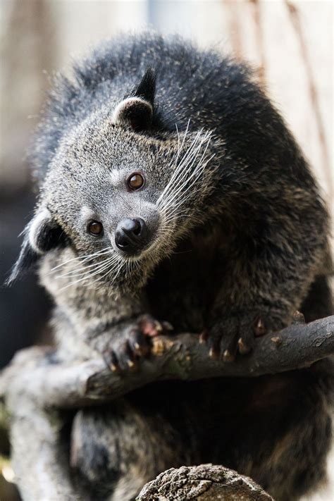 Southeast Asia Animals: A Guide to Wildlife Wonders