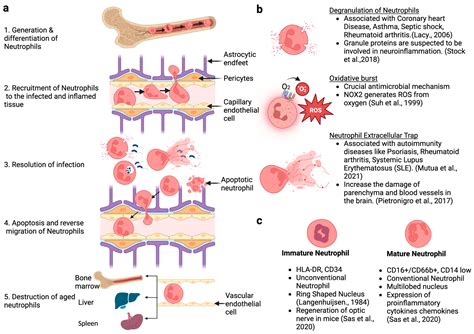 Granulocytes Low Frontiers | Neutrophil: A Cell With Many Roles In