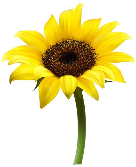 Beautiful Sunflower Transparent PNG Clip Art Image - Clip Art Library