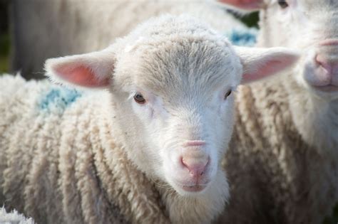 ADITIVOS SENSORIALES EN LA NUTRICIÓN DE RUMIANTES: PARTICULARIDADES DEL ...