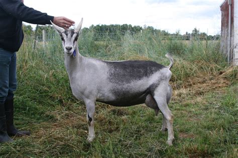 Our Herd - Missdee's French Alpine Dairy Goats