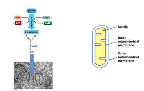 Image result for Genetic Inheritance of Pyruvate Dehydrogenase Complex