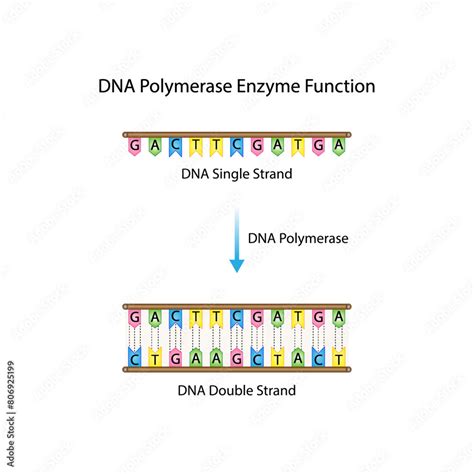 Image result for DNA Polymerase Function