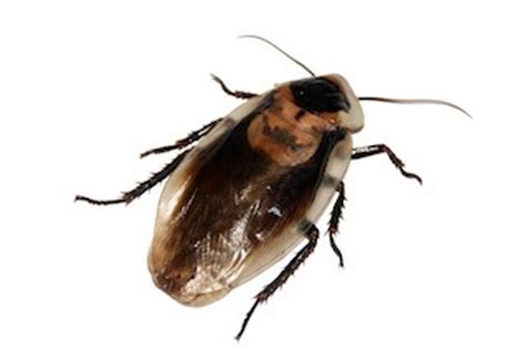 Cockroach Armor 的图像结果