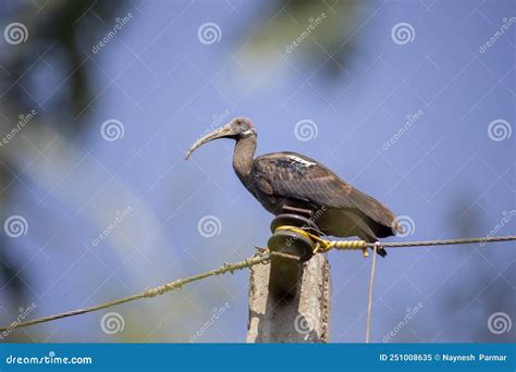 Giant Ibis Bird Sitting on Live Wire Stock Image - Image of giant, bird ...