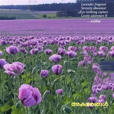 Lavender fragrant Sereni... | Quotes & Writings by Hemangi S | YourQuote