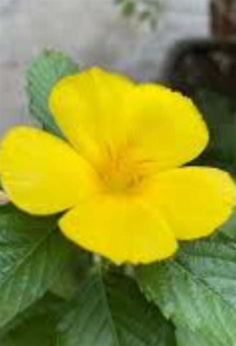 ️Give some images of real aesthetic flowers nature ️Kindly give the ...