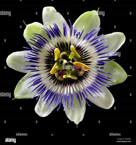 Passiflora caerulea (Blue passion flower), close-up Stock Photo - Alamy