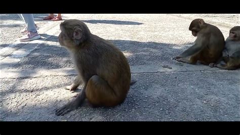 Image result for Monkey Blog