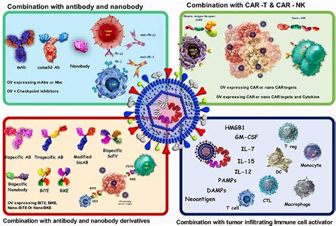 Frontiers | Immunovirotherapy: The role of antibody based therapeutics ...