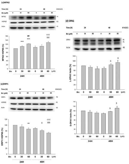 Bicalutamide Exhibits Potential to Damage Kidney via Destroying Complex ...