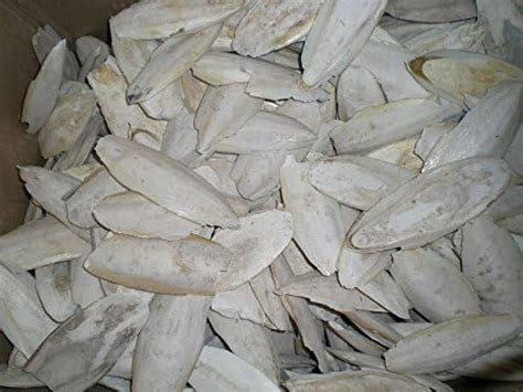 Buy JD Cuttlefish Bone For Birds | Natural Calcium Product (250Gm ...