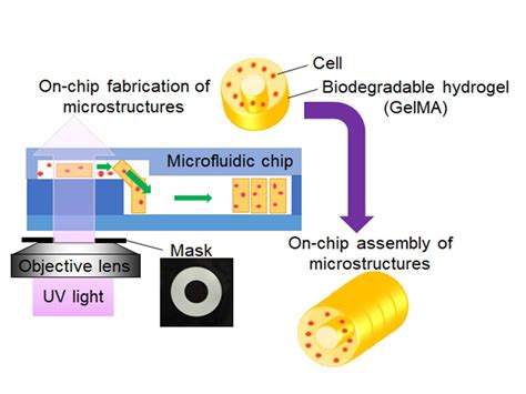 On-Chip Fabrication of Cell-Attached Microstructures using Photo-Cross ...