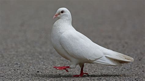 White Pigeon Bird Is Walking On Road HD Birds Wallpapers | HD ...