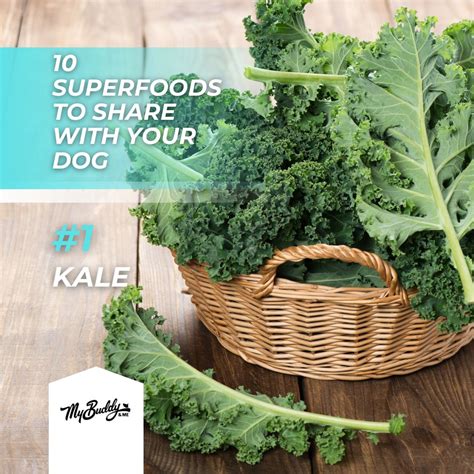 My Buddy And Me on LinkedIn: #mybuddyandme #petcare #petshampoo # ...