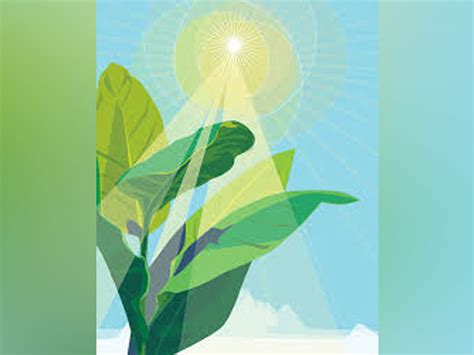 Researchers discover peculiar organism that produce chlorophyll without ...