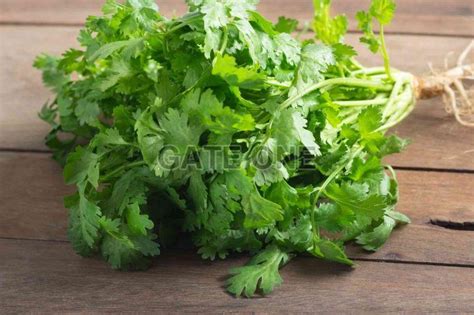 Fresh Coriander Leaves Exporter, Supplier from Nagapattinam