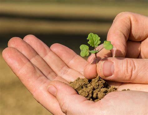 Die besten Rapssorten für Süddeutschland | agrarheute.com