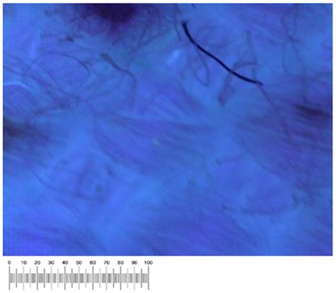 Luca Vitone: Monitoring of Four Living Canvases