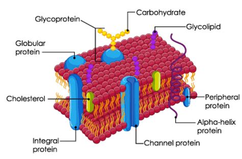 Important Notes for NEET: Cell: The Unit of Life - Notes | Study ...