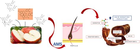 Induction of Hair Keratins Expression by an Annurca Apple-Based ...