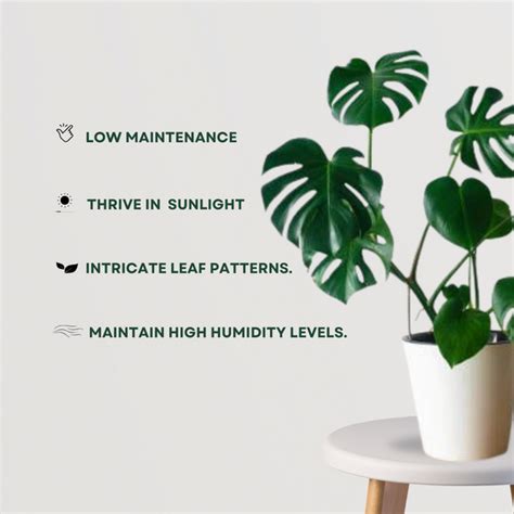 Monstera Swiss Cheese Plant – Gardengram