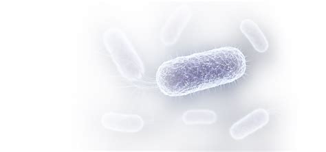 Typhoid Doesn't Discriminate