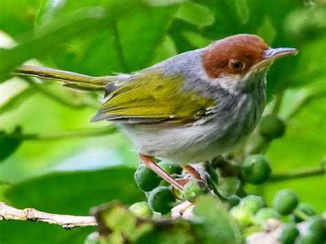 Visayan Tailorbird - eBird