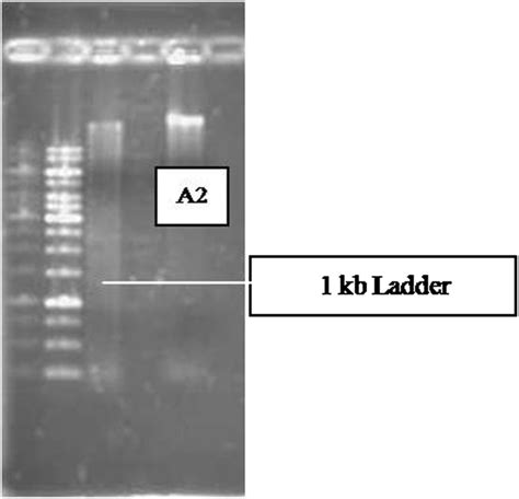 DNA Isolation Animation 的图像结果
