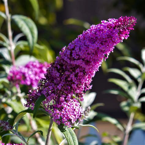 Butterfly Bushes | Dwarf Buddleia | Spring Butterfly Bushes – Easy To ...